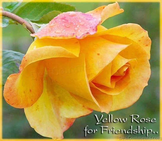Yellow Rose For Friendship