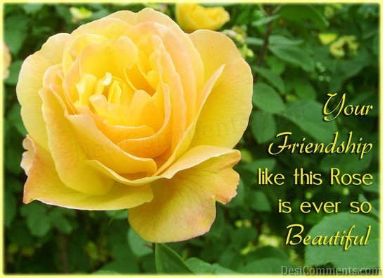 Friendship Like Rose