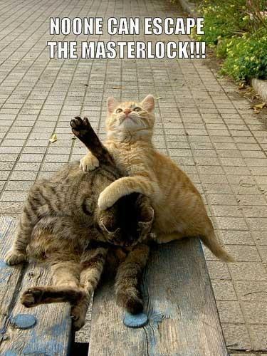 funny images of animals. Category: Funny Animals