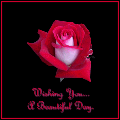 Wishing You a Beautiful Day (Rose)