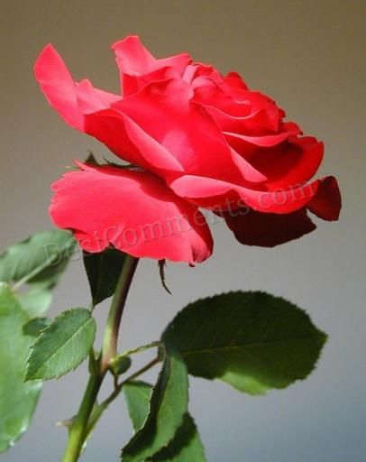 Red Rose for you