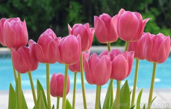 Beautiful Pink Tulip Flowers Pic