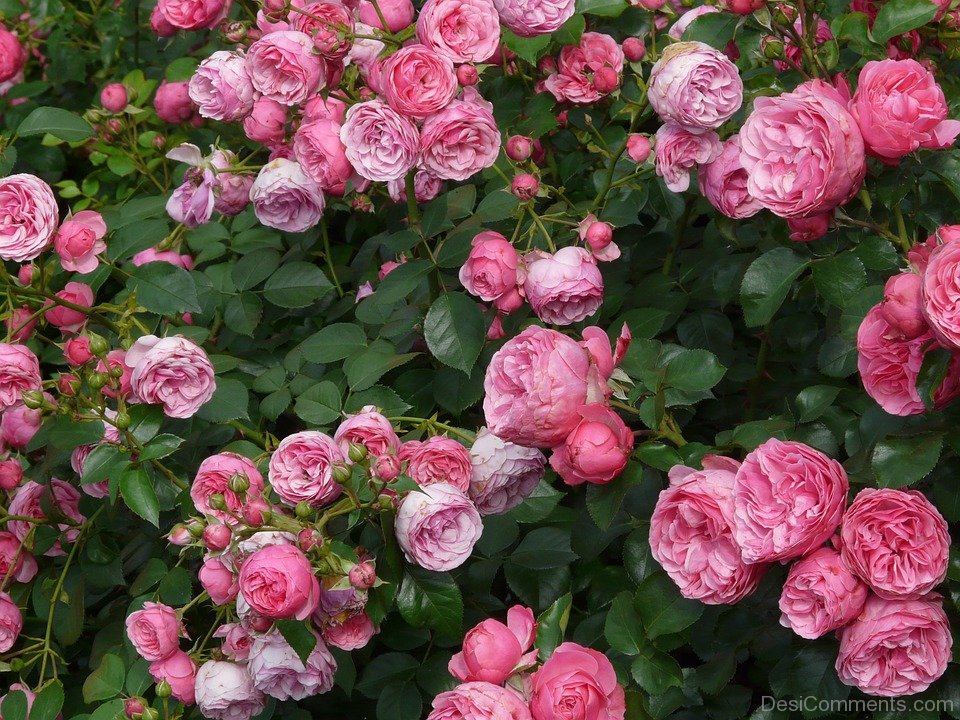 Beautiful Rose Flowers - DesiComments.com