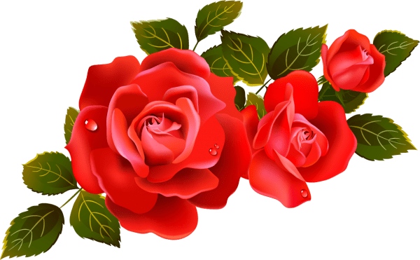 Nice Rose