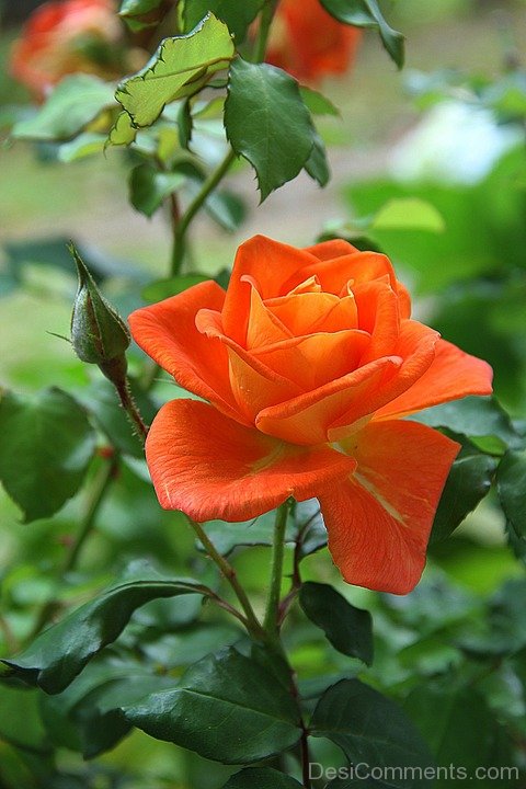 Orange Rose Flower Image