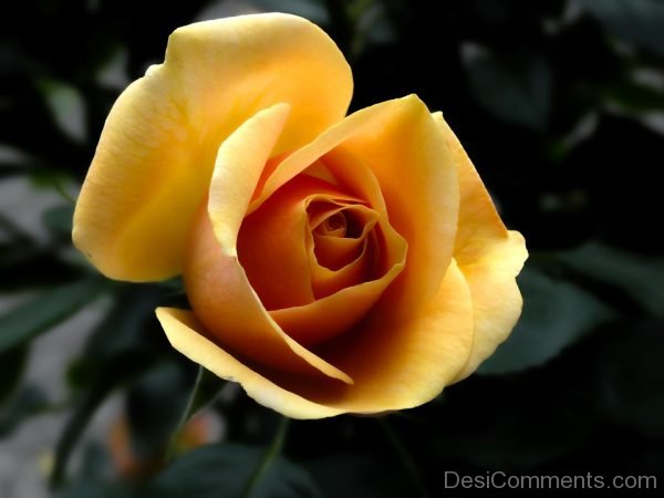 Photo Of Rose Flower