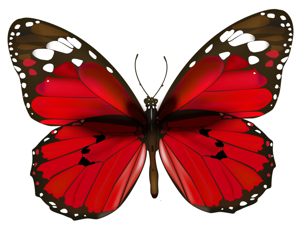 clipart pictures of butterflies - photo #15