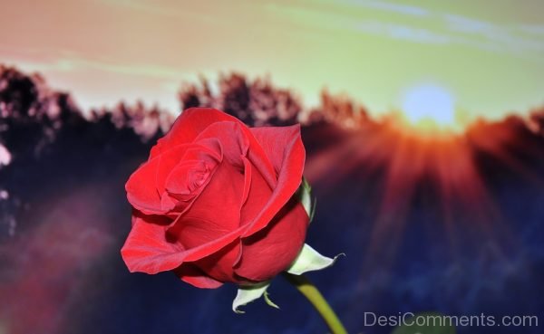 Red Rose Flower Image