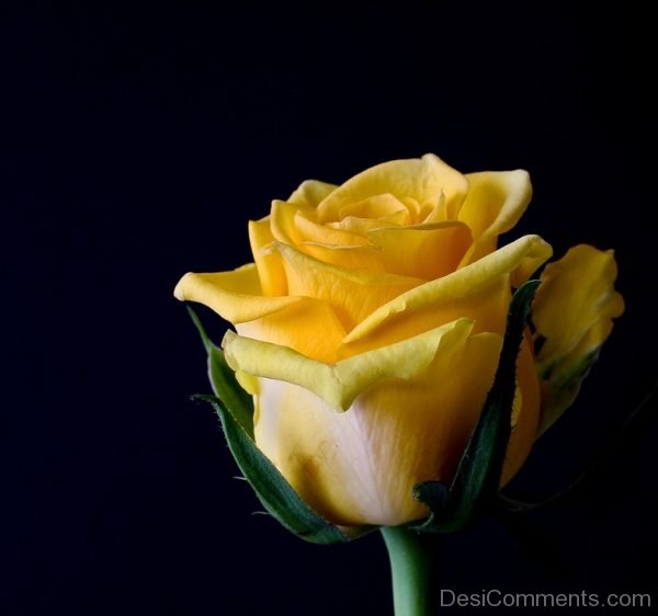Yellow Rose Image