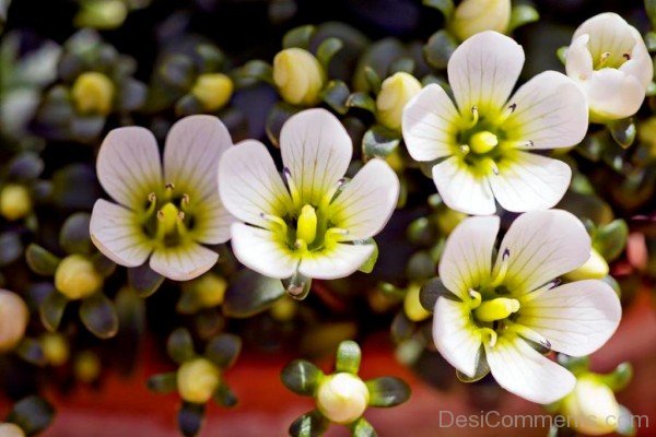 Amazing Gentiana Saxosa Flowers