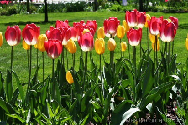 Photo Of Tulips