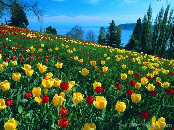 Photo Of Tulips Flowers