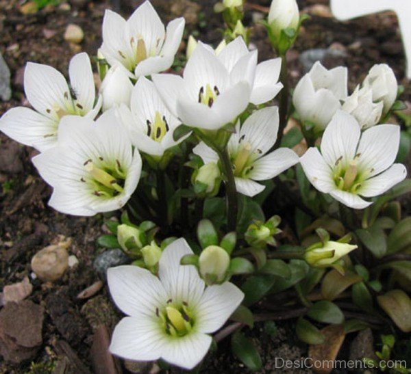Picture Of Gentiana Saxosa Flowers