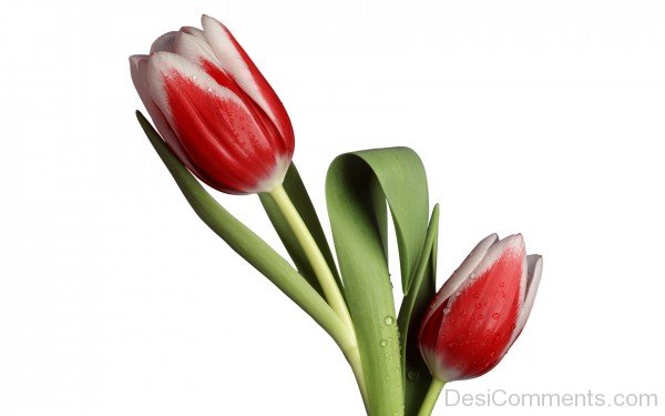 Picture Of Tulip