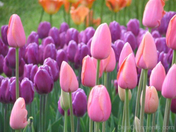 Pink And Purple Tulip