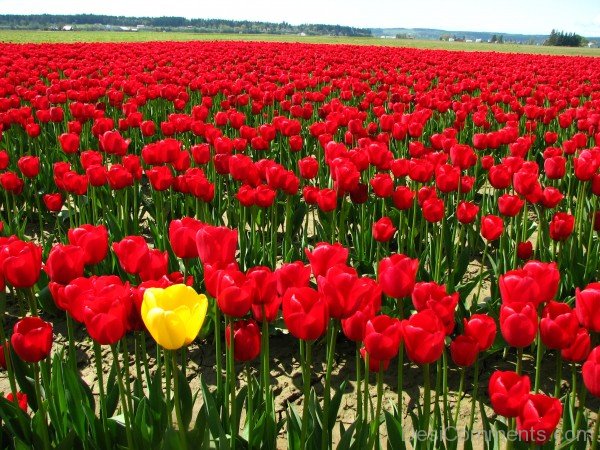 Single Yellow Tulip In A Field Of Red Tulips