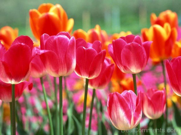 Tulip Afghanistan National Flower