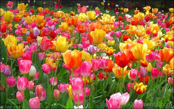 Tulip Field