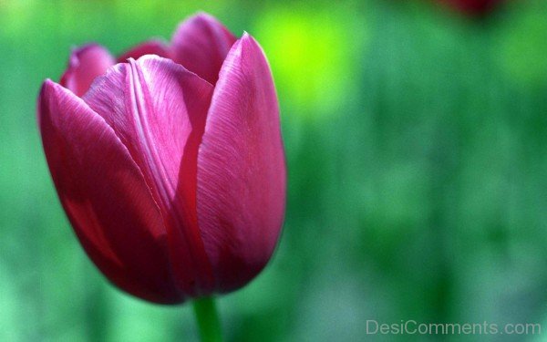 Tulip – Flower