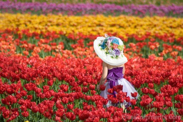 Tulips Flowers