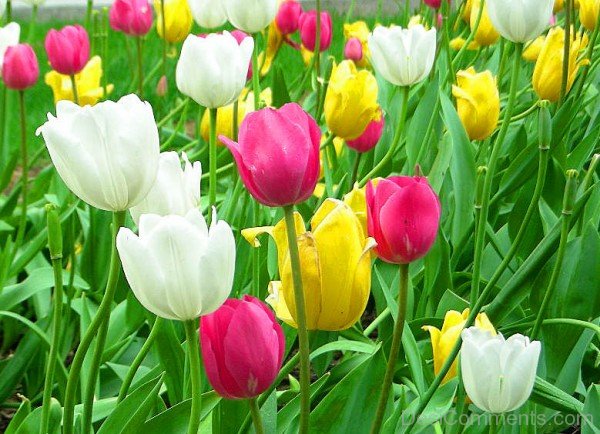 Tulips Flowers Image
