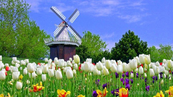 White Tulips Image