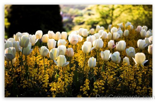 White Tulips