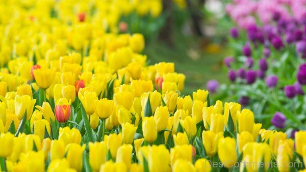 Yellow Tulips Flowers