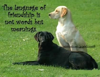 Language of Friendship