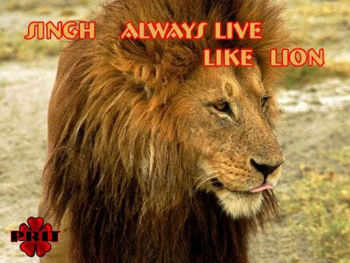 Singh always live like lion 