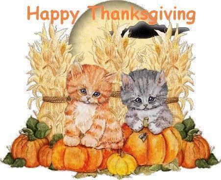 Thanksgiving Kitties - DesiComments.com