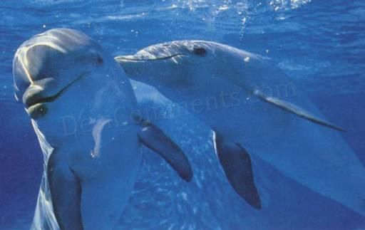 Innocent dolphins