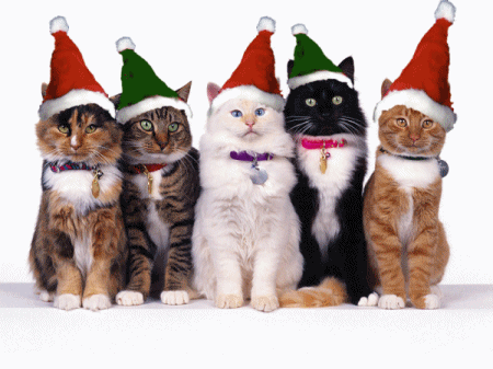 Merry Christmas – Cats