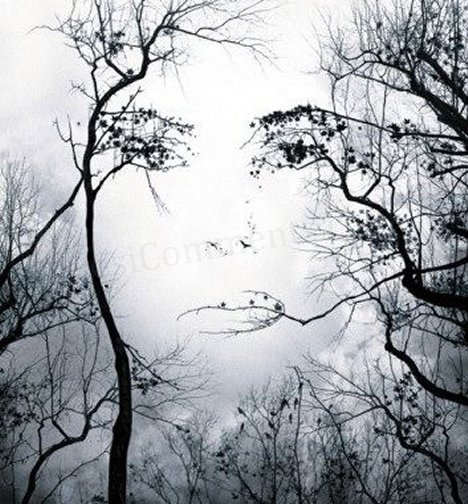 Face or Tree