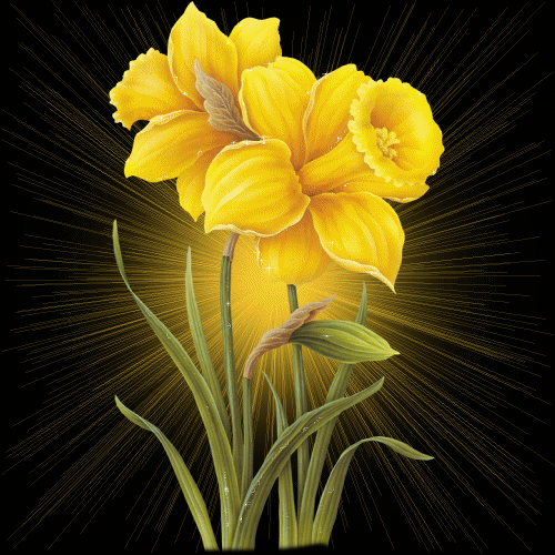 Shining Yellow Flower