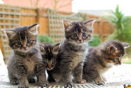 Cute Little Cats