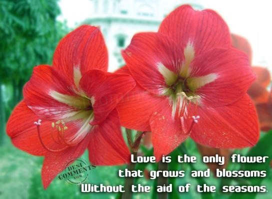 Love is the only flower