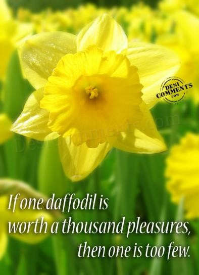 If one daffodil is worth a thousand pleasures - DesiComments.com