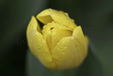 Yellow flower for you