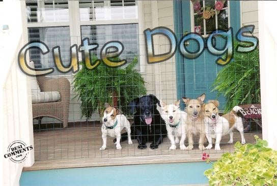 Cute Dogs