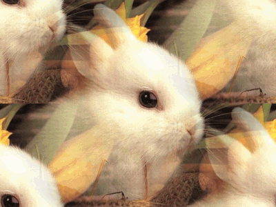 Cute rabbit - DesiComments.com