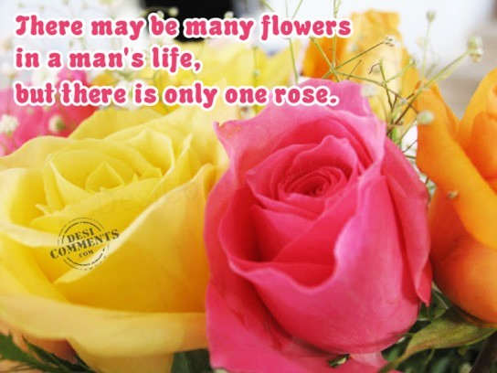 There is only one rose...