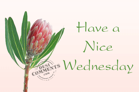 Have a nice wednesday