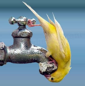 Thirsty Bird