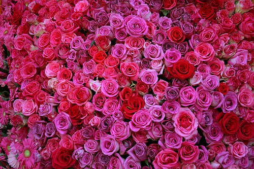 Lot of roses