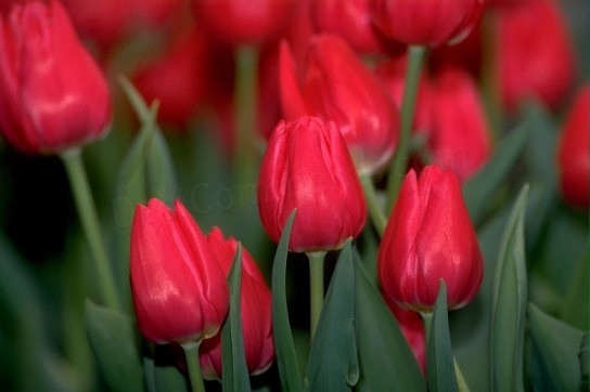 Tulips