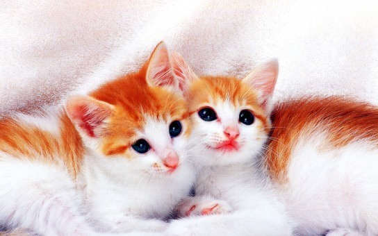 Cute Cats