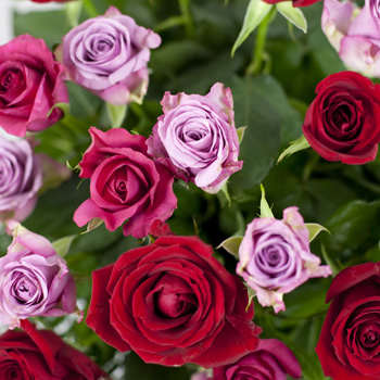 Roses