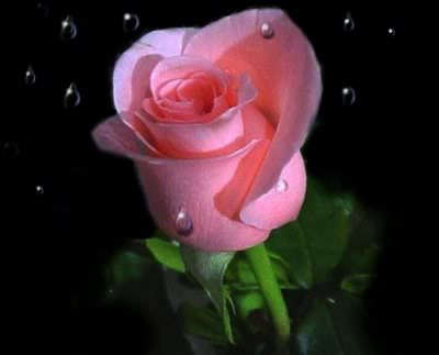 Pink Rose