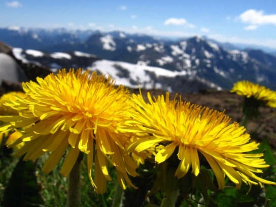 Yellow Flowers